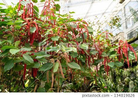 Acalypha hispida Acalypha hispida 134819826