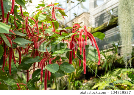 Acalypha hispida Acalypha hispida 134819827
