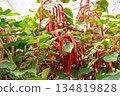 紅穗鐵莧 Acalypha hispida ベニヒモノキ　アカリファヒスピだ 134819828