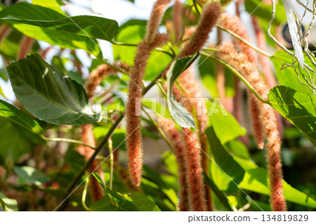 紅穗鐵莧 Acalypha hispida ベニヒモノキ アカリファヒスピだ 紅穗鐵莧 Acalypha hispida ベニヒモノキ アカリファヒスピだ 134819829