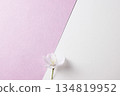 Cherry blossoms_white and pink background 134819952