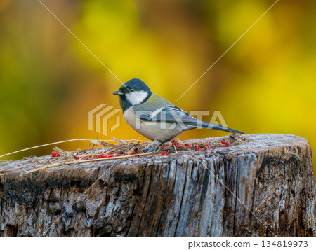 大山雀棲息在樹樁上 134819973