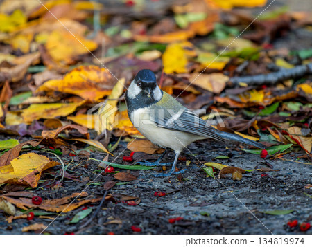走在地上的山雀 134819974
