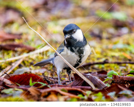 走在地上的山雀 134819983