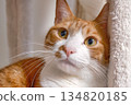 Brown and white cat 134820185