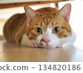 Brown and white cat 134820186