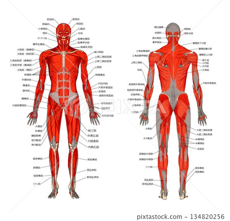 肌肉解剖（正面和背面） 134820256