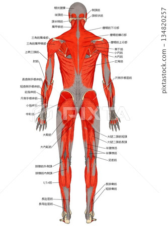 肌肉解剖圖(後視圖) 肌肉解剖圖(後視圖) 134820257
