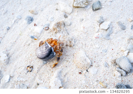 Hermit crab on a white sand beach in Maupiti, French Polynesia 134820295