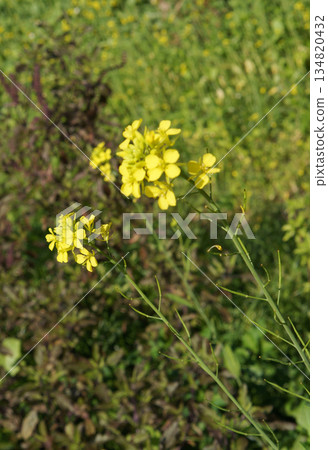 Yellow flowers bloom against a backdrop of green. The delicate petals and vibrant color create a serene and natural scene Yellow flowers bloom against a backdrop of green. The delicate petals and vibrant color create a serene and natural scene 134820432