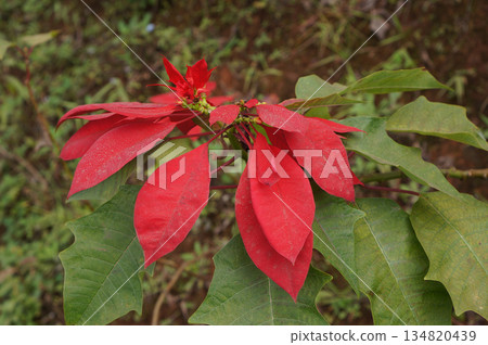 A captivating floral scene of red Poinsettia flower 134820439