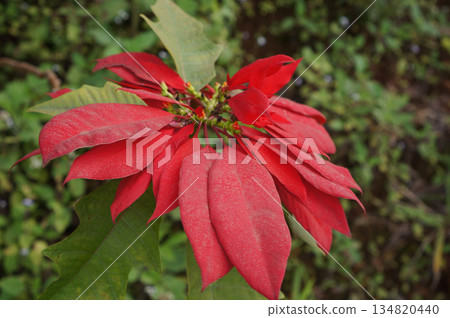 A captivating floral scene of red Poinsettia flower A captivating floral scene of red Poinsettia flower 134820440