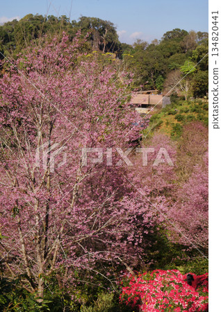 Pink cherry blossoms blooming amidst a scenic landscape, with lush green trees. The scene exudes tranquility and captures the essence of spring in Baan Pang Khon, Chiang Rai Thailand Pink cherry blossoms blooming amidst a scenic landscape, with lush green trees. The scene exudes tranquility and captures the essence of spring in Baan Pang Khon, Chiang Rai Thailand 134820441