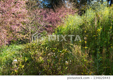 A vibrant spring blossoms of cherry tree and green plant in Bann Pang Khon, Chiangrai, Thailand. A colorful display of nature's beauty A vibrant spring blossoms of cherry tree and green plant in Bann Pang Khon, Chiangrai, Thailand. A colorful display of nature's beauty 134820443