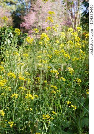 Yellow flowers bloom against a backdrop of green. The delicate petals and vibrant color create a serene and natural scene 134820446