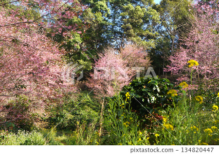 A vibrant spring blossoms of cherry tree and green plant in Bann Pang Khon, Chiangrai, Thailand. A colorful display of nature's beauty A vibrant spring blossoms of cherry tree and green plant in Bann Pang Khon, Chiangrai, Thailand. A colorful display of nature's beauty 134820447