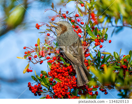 火棘與棕耳鵯 134820513