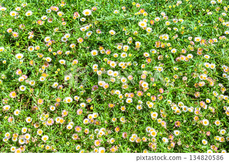 Daisy Flowers Close-Up Summer Season 134820586