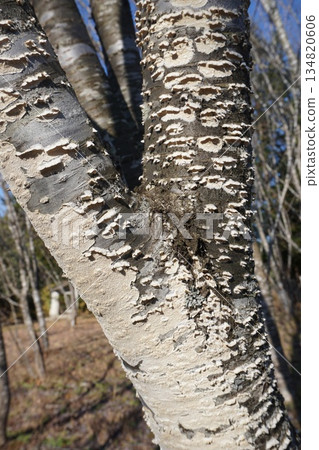Usubatake, which grows on dead broad-leaved trees Usubatake, which grows on dead broad-leaved trees 134820606