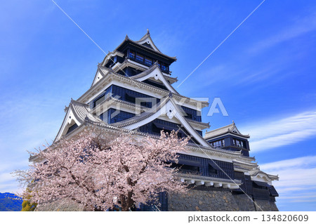 [Kumamoto Prefecture] Cherry blossoms in full bloom and the main tower of Kumamoto Castle 134820609