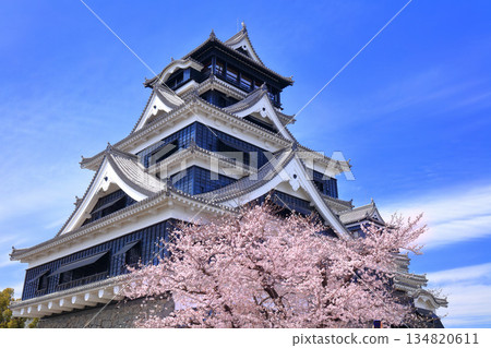 【熊本縣】櫻花盛開與熊本城天守閣 134820611