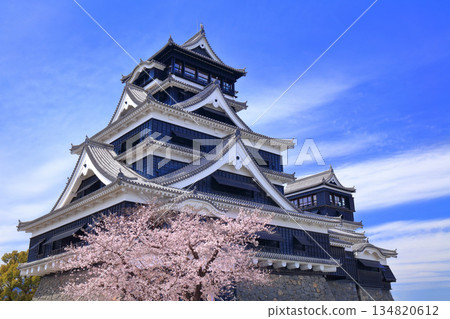 【熊本縣】櫻花盛開與熊本城天守閣 134820612