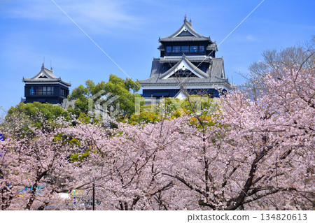 [熊本縣] 櫻花盛開與熊本城（天守閣、小天守閣） 134820613