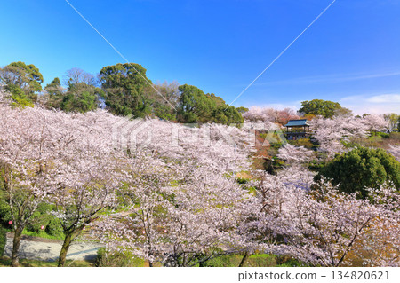 【熊本縣】菊池公園櫻花盛開 【熊本縣】菊池公園櫻花盛開 134820621