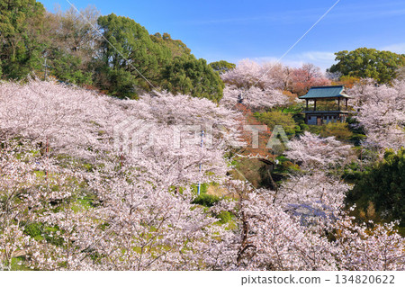 [Kumamoto Prefecture] Cherry blossoms in full bloom at Kikuchi Park 134820622