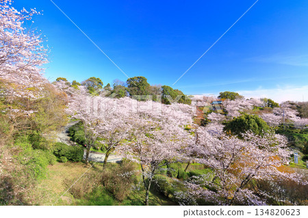 【熊本縣】菊池公園櫻花盛開 【熊本縣】菊池公園櫻花盛開 134820623