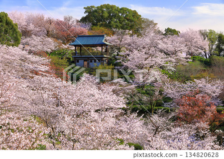 [Kumamoto Prefecture] Cherry blossoms in full bloom at Kikuchi Park 134820628