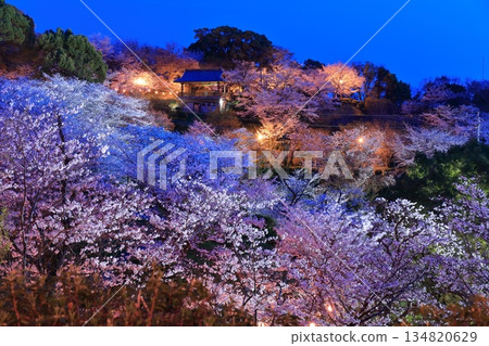 [熊本縣]菊池公園的夜櫻 134820629