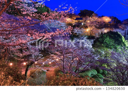 [熊本縣]菊池公園的夜櫻 134820630