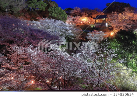 [熊本縣]菊池公園的夜櫻 134820634