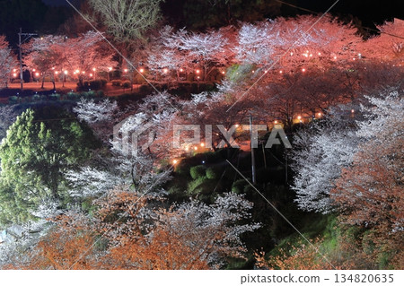 [Kumamoto Prefecture] Cherry blossoms at night at Kikuchi Park 134820635