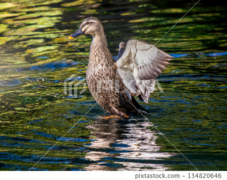 拍打cargamo 134820646