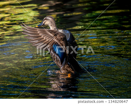 拍打cargamo 拍打cargamo 134820647