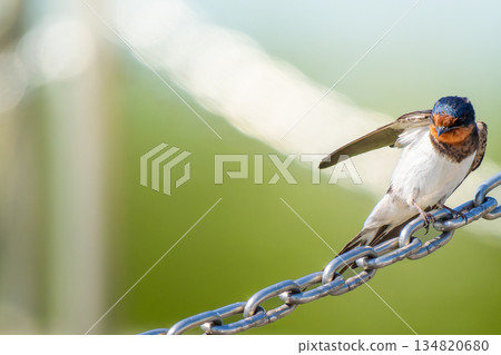 燕子棲息在鍊子上，複製空間 134820680