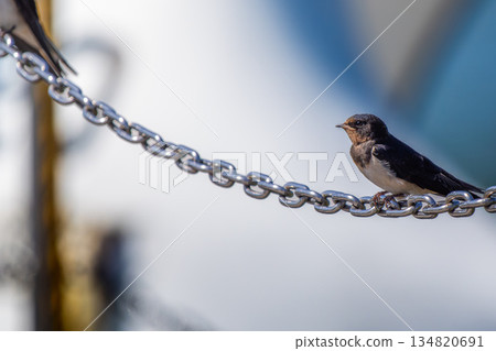 Swallow perched on a chain, copy space 134820691