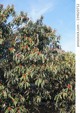 Nanaminoki fruit Nanaminoki fruit 134820712