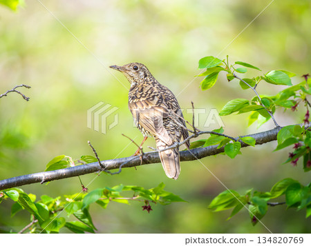Larut catching on branches 134820769