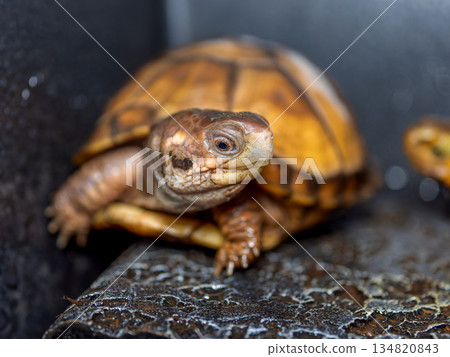 Honeycomb turtle Honeycomb turtle 134820843