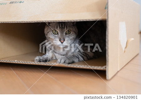 A cute cat in a cardboard box - Tabby cat A cute cat in a cardboard box - Tabby cat 134820901