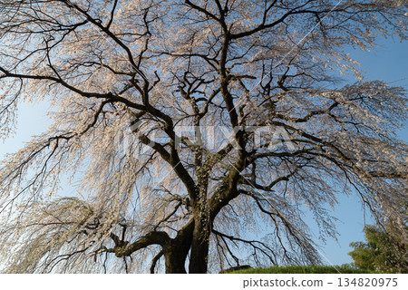 櫻花盛開 134820975