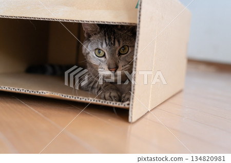 A cute cat in a cardboard box - Tabby cat A cute cat in a cardboard box - Tabby cat 134820981