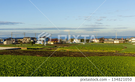 Miura radish and cabbage fields in winter Miura radish and cabbage fields in winter 134821050
