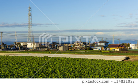Miura radish and cabbage fields in winter 134821052
