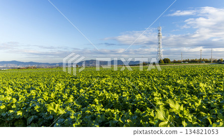 Miura radish and cabbage fields in winter 134821053