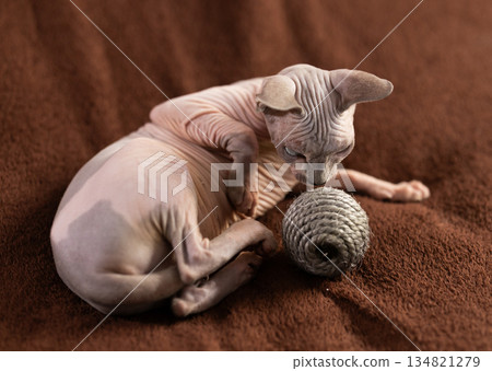 Portrait of sphynx cat with game ball Portrait of sphynx cat with game ball 134821279