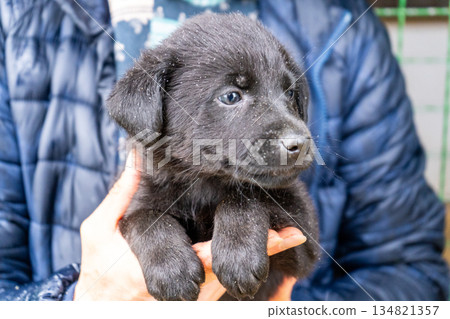 Holding little black puppy in hands 134821357